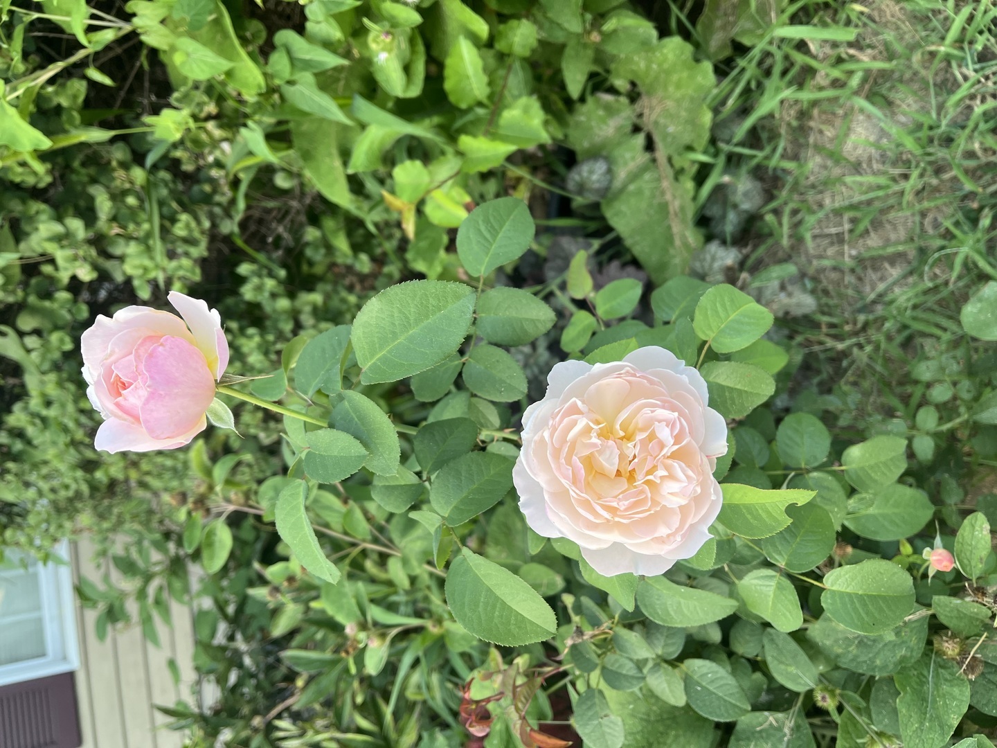 Property photo 44